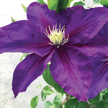 Clematis, Duchess Of Cornwall