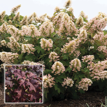 Hydrangea, Li'l Annie Oakleaf™