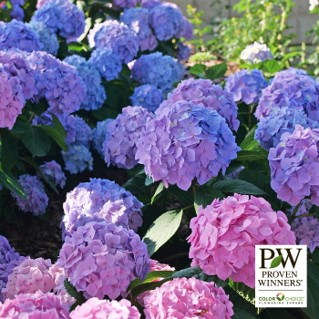Hydrangea, Let's Dance Sky View®