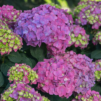 Hydrangea, Summer Crush&reg;