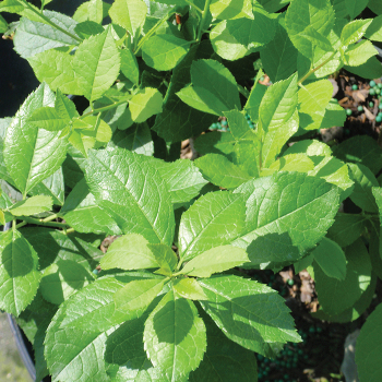 Holly, Winterberry, Mr. Poppins®