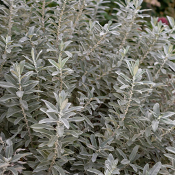 Sageleaf Willow, Iceberg Alley®