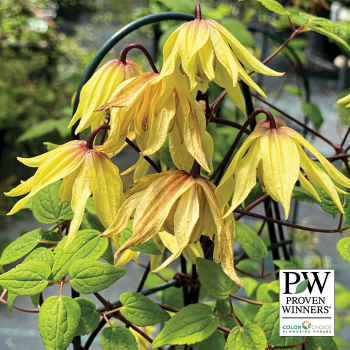 Clematis, Funyella™