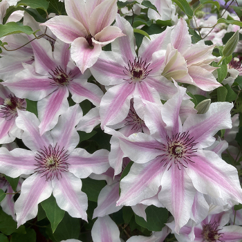 Clematis, Ithemba™