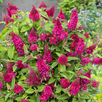 Butterfly Bush, Butterfly Candy® Li'l Raspberry™