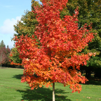 Maple, Sugar, Fall Fiesta®