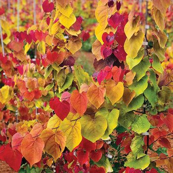 Redbud, Flame Thrower