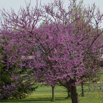 Redbud, Eastern