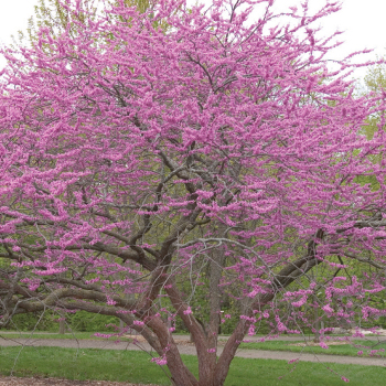 Redbud, Eastern