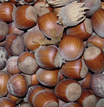 Filbert, European, Gamma