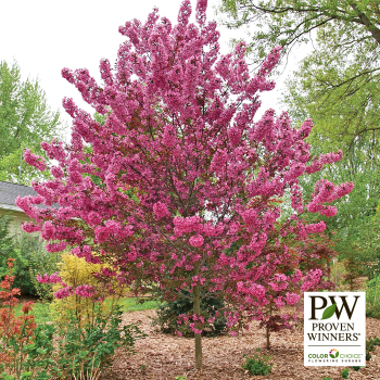 Crabapple, Flowering, Show Time™