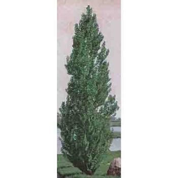 Theves Poplar(4 to 5 foot)