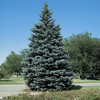Colorado Spruce Evergreen Seedlings