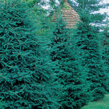 Spruce Evergreen Windbreak Special