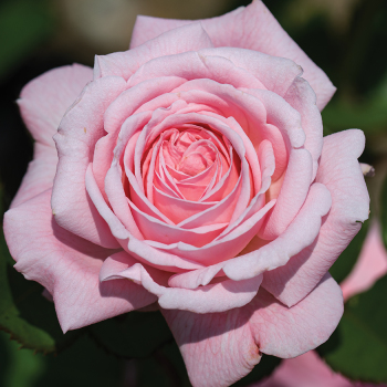 Rose, Hybrid Tea, Romantica&reg; Ball Gown