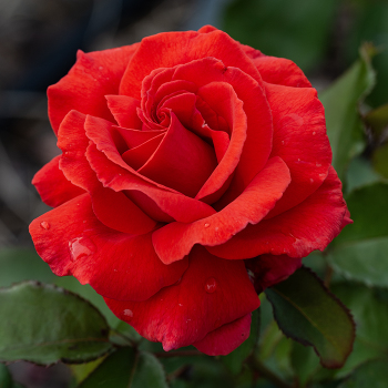 Rose, Hybrid Tea, Fragrant Cloud Rose, Hybrid Tea, Fragrant Cloud