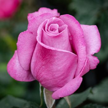 Rose, Grandiflora, Fragrant Plum