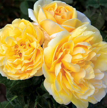 Rose, Hybrid Tea, Michelangelo&trade;