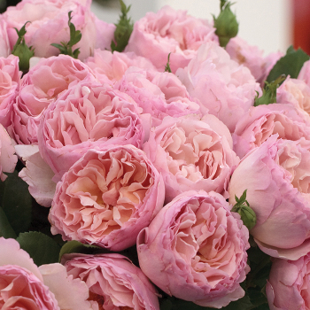 Rose, Princess Charlene de Monaco® Rose, Princess Charlene de Monaco®