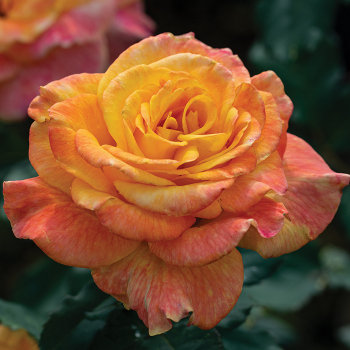 Rose, Hybrid Tea, Rio Samba™ Rose, Hybrid Tea, Rio Samba™