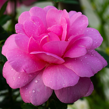 Rose, Grandiflora, Sitting Pretty™ Rose, Grandiflora, Sitting Pretty™