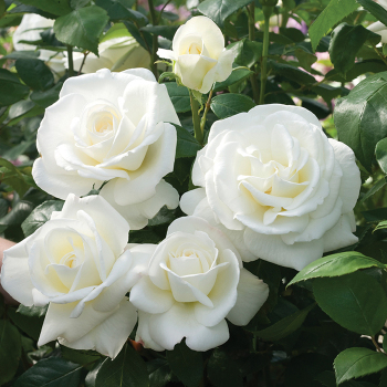 Rose, Hybrid Tea, Sugar Moon™ Rose, Hybrid Tea, Sugar Moon™