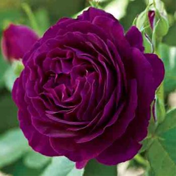 Twilight Zone Grandiflora Rose