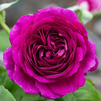 Rose, Grandiflora, Twilight Zone