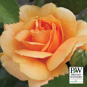 Rose, Floribunda, At Last® Rose, Floribunda, At Last®