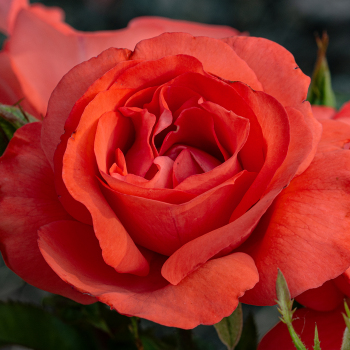 Rose, Floribunda, Marmalade Skies™