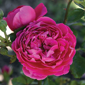 Rose, Floribunda, PowerPuff Pink®