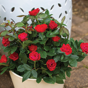 Petite Knock Out® Rose