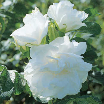 Blanc Double De Coubert Hybrid Tea Rose