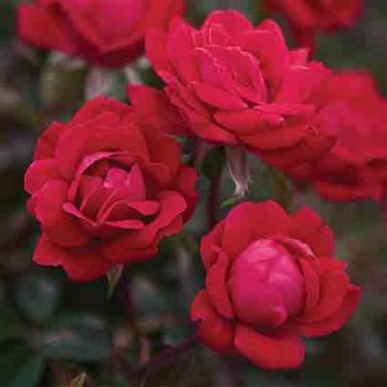 Double Knock Out® Rose
