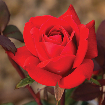 Rose, Double Knock Out® Rose, Double Knock Out®