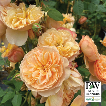 Rose, Shrub, Flavorette Honey-Apricot®