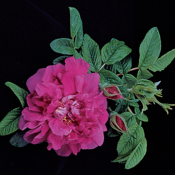 Rose, Shrub, Hansa Rugosa