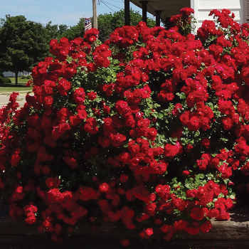 Rose, Shrub, Hope for Humanity