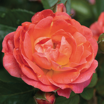 Rose, Orange Glow™ Knock Out® Rose, Orange Glow™ Knock Out®
