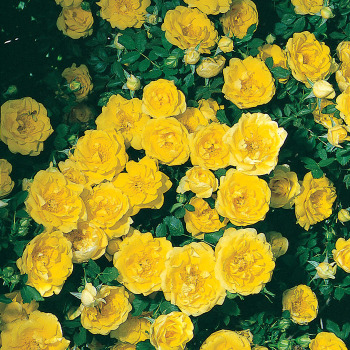 Persian Yellow Shrub Rose