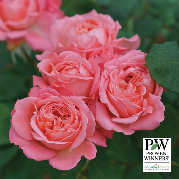 Rose, Shrub, Reminiscent&trade; Coral