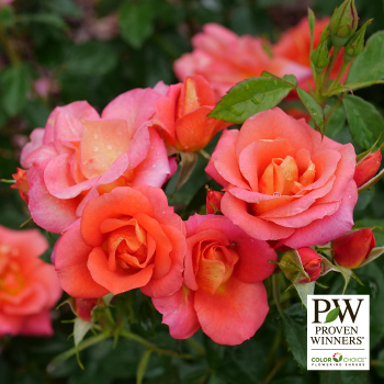 Rose, Shrub, Rise Up Emberays®