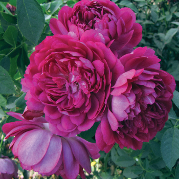 Rose, Shrub, Sultry Night&trade;