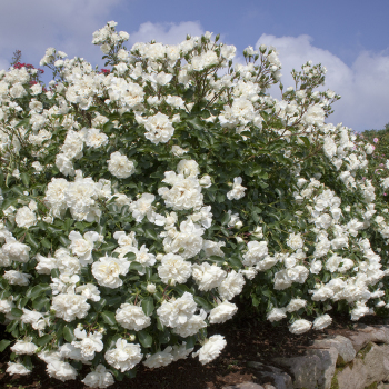 Rose, Groundcover, White Meidiland&reg;