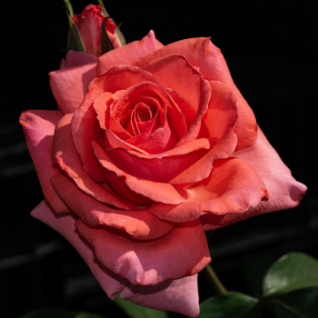 Rose, Climbing, America™ Rose, Climbing, America™