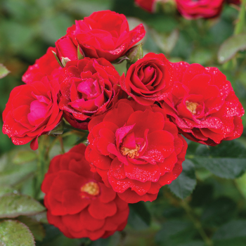 Rose, Climbing, Cherry Frost™