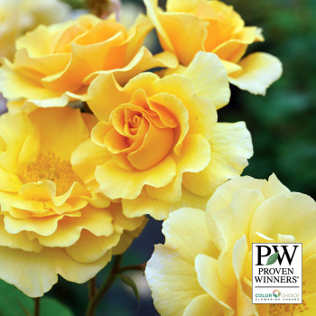 Rose, Climbing, Rise Up Amberness™ Rose, Climbing, Rise Up Amberness™