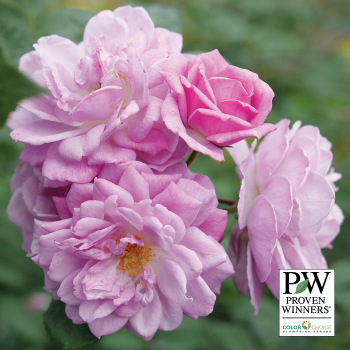 Rose, Climbing, Rise Up Lilac Days™ Rose, Climbing, Rise Up Lilac Days™