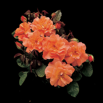 Rose, Climbing, Westerland Rose, Climbing, Westerland