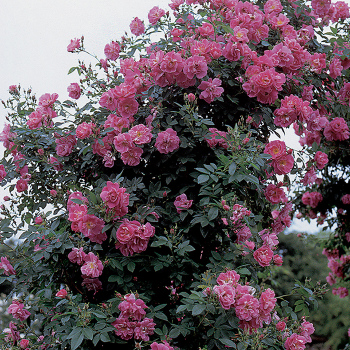 Rose, Climbing, William Baffin